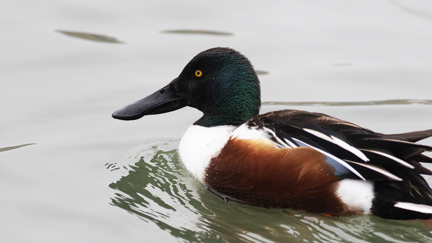 Northern Shoveler